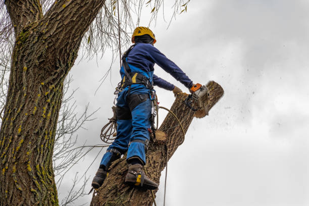 How Our Tree Care Process Works  in  Goose Creek Village, VA